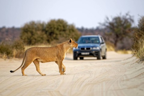 Lioness (Panthera leo) crosses the road