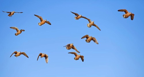 Burchell's sandgrouses (Pterocles burchelli)