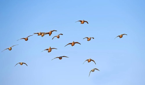 Burchell's sandgrouses (Pterocles burchelli)