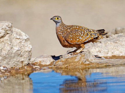 Burchell's sandgrouse (Pterocles burchelli) at the Waterhole
