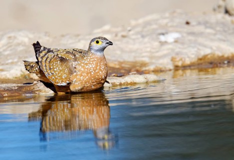 Burchell's sandgrouse (Pterocles burchelli) at the Waterhole