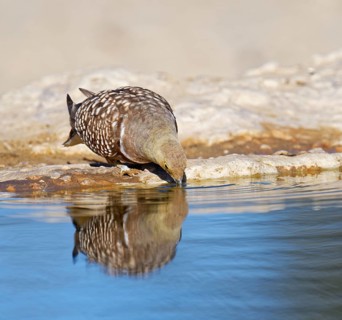 Male Namaqua sandgrouse (Pterocles namaqua) drinking at the waterhole