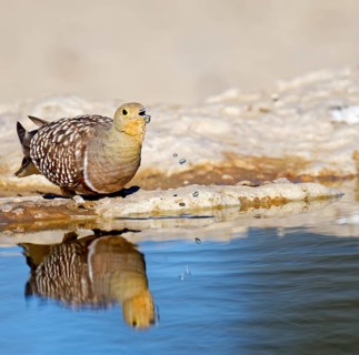 Male Namaqua sandgrouse (Pterocles namaqua) drinking at the waterhole