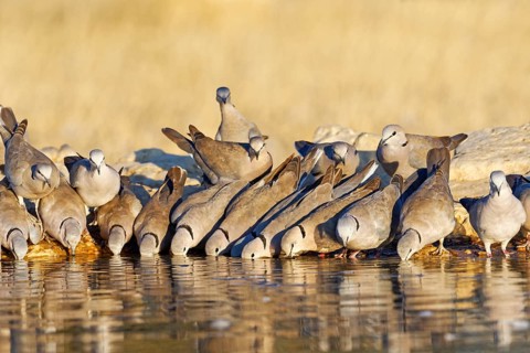 Ring-necked Dove (Streptopelia capicola) drink in the morning at the waterhole