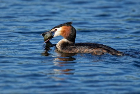 Floating Great crested grebe (Podiceps cristatus) with prey fish