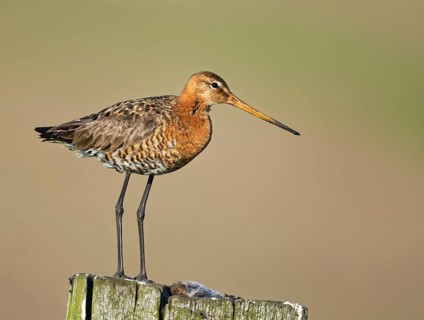 Black-tailed godwit (Limosa limosa) on a fence post with a captured field mouse