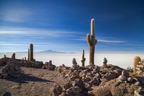 Cacti (Echinopsis atacamensis) on the island of Isla Pescado in the salt lake