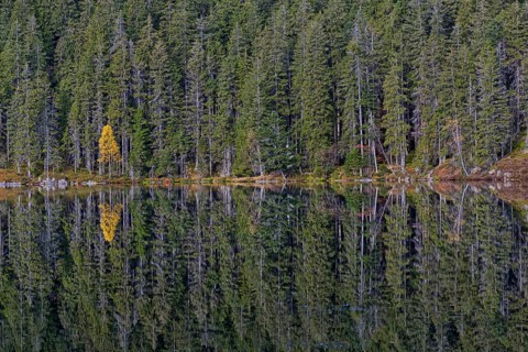 Spruce trees (Picea abies) and a yellow birch (Betula)