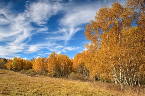 Birches (Betula) in autumn