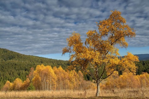 Autumn in the Sumava National Park