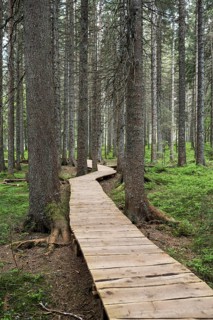 Magic forest path