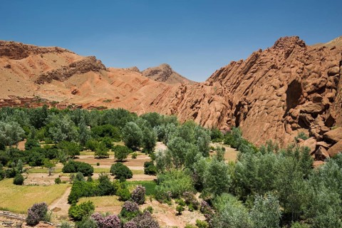 Oasis in Dades Gorge