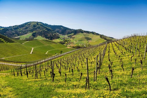 Vineyards in spring