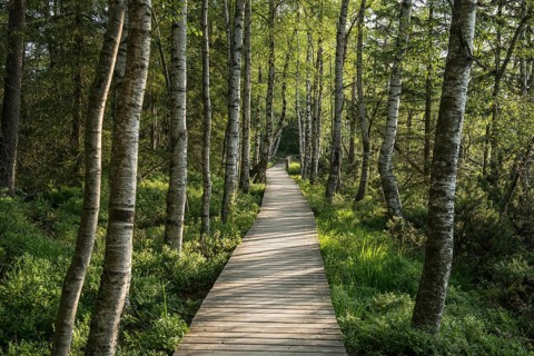 Wooden path