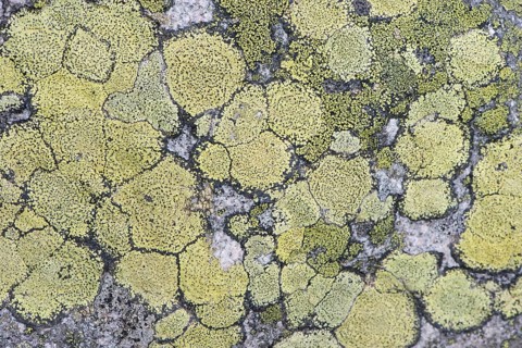 Map Lichen (Rhizocarpon geographicum) on rock