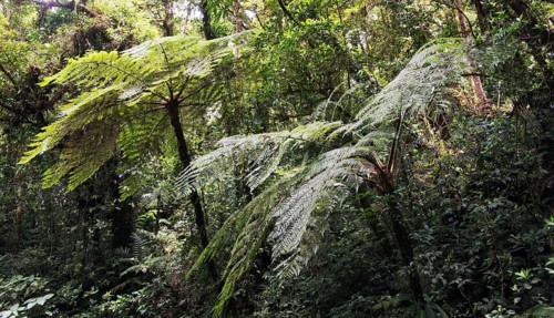 Cloud forest