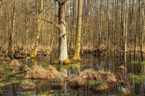 Alluvial forest with English Oak trees (Quercus robur) in spring