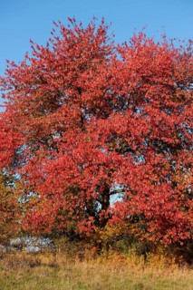 Bird cherry (Prunus avium) with red leaves in autumn