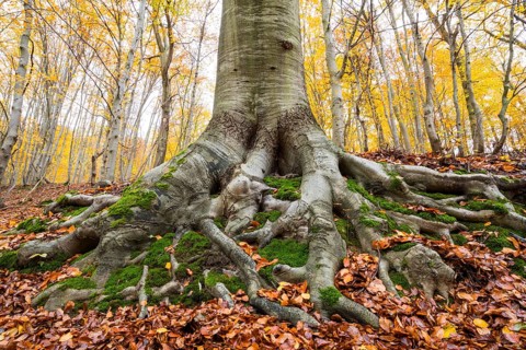 Common beech (Fagus sylvatica)