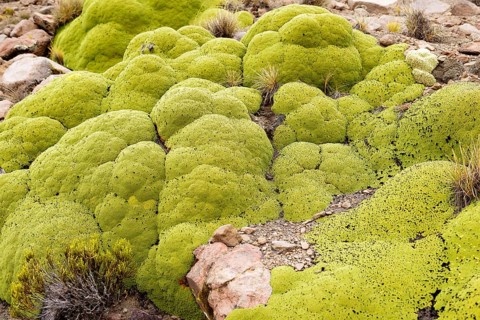 Yareta or llaretta (Azorella compacta)