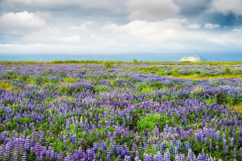 Field with lupines (Lupinus nootkatensis)