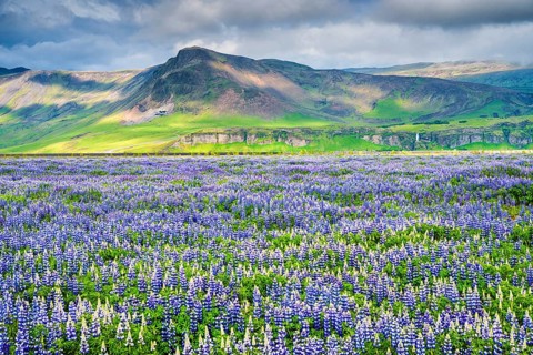 Landscape with lupin (Lupinus nootkatensis) field