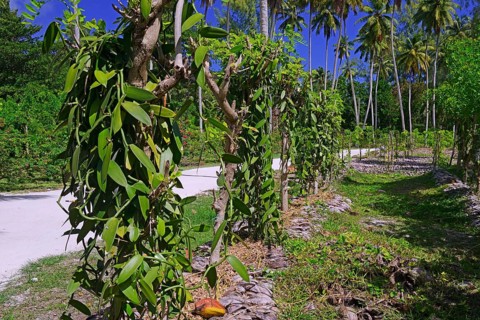 Flat-leaved vanilla