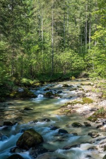 Waldbachstrub