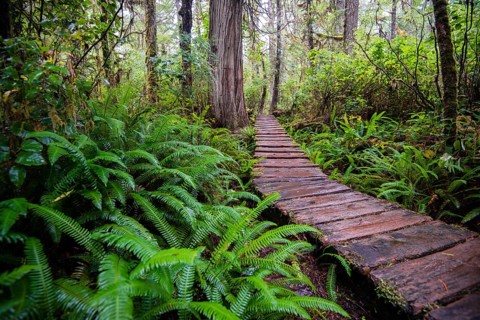 Boardwalk
