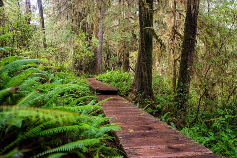 Boardwalk
