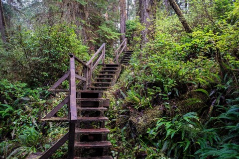 Stairs on Rainforest Trail
