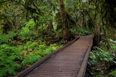Cathedral Grove