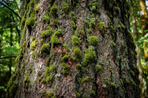 Cathedral Grove