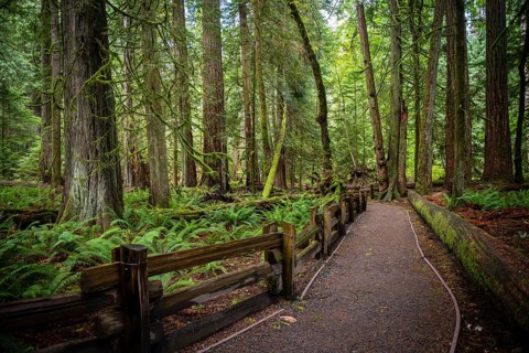 Cathedral Grove
