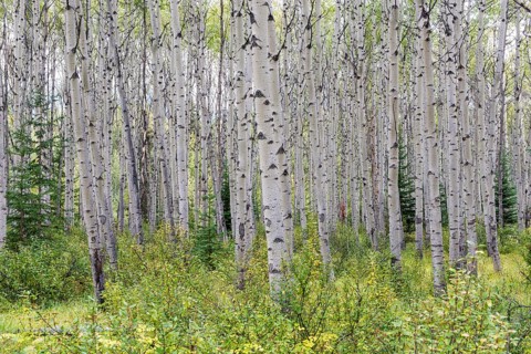 Aspen (Populus tremula)