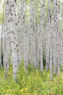 Aspen (Populus tremula)