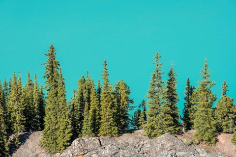 Trees on the shore of the turquoise glacial lake Peyto Lake