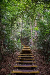 Wooden steps in jungle
