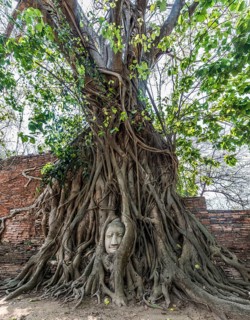 Buddha statue head ingrown in strangler fig roots (Ficus religiosa)