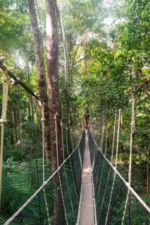 Suspension bridge in jungle