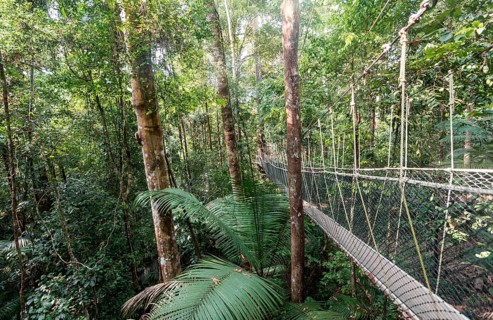Suspension bridge in jungle