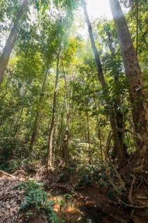 Jungle