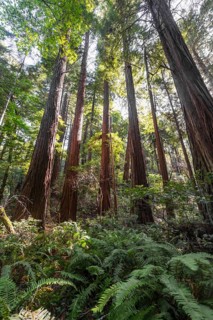 Coast redwoods (Sequoia sempervirens)