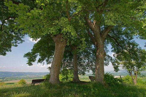 Lookout point underneath three linden trees