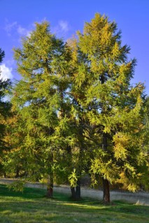 European larch (Larix decidua)