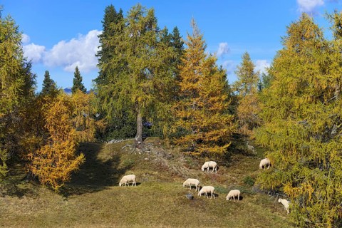 House sheep in the pasture