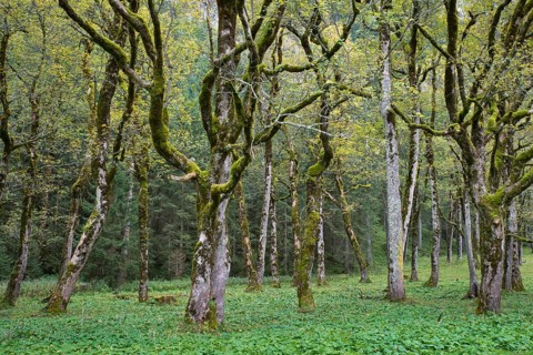 Mossy tree trunks