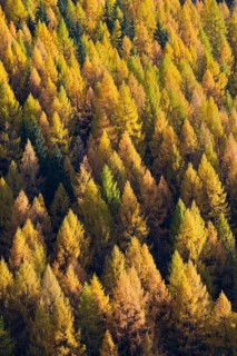 European larches (Larix decidua)