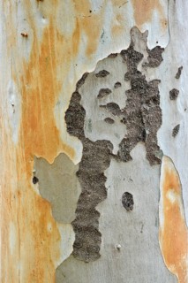 Eucalyptus (Eucalyptus spp.) bark