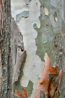 Eucalyptus (Eucalyptus spp.) bark